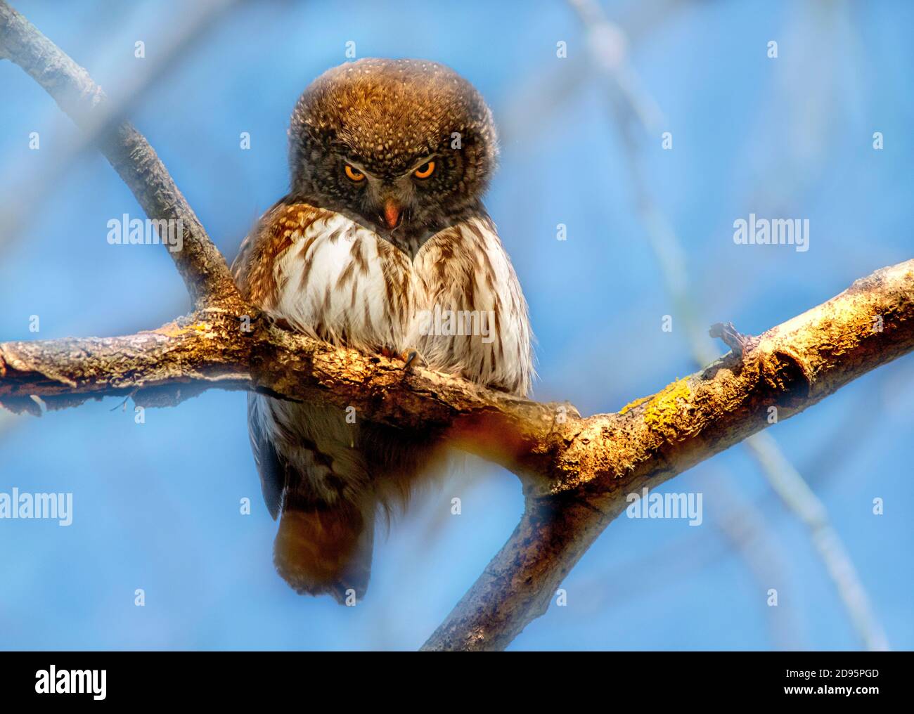 Eurasian pygmy owl (Glaucidium passerinum Stock Photo Alamy