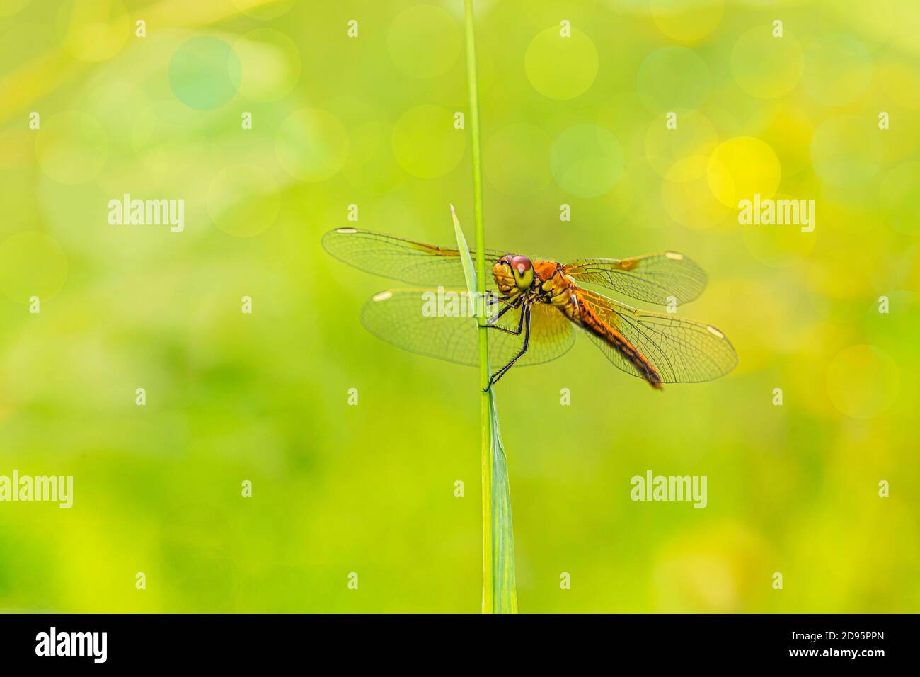 Dragonfly portrait Stock Photo
