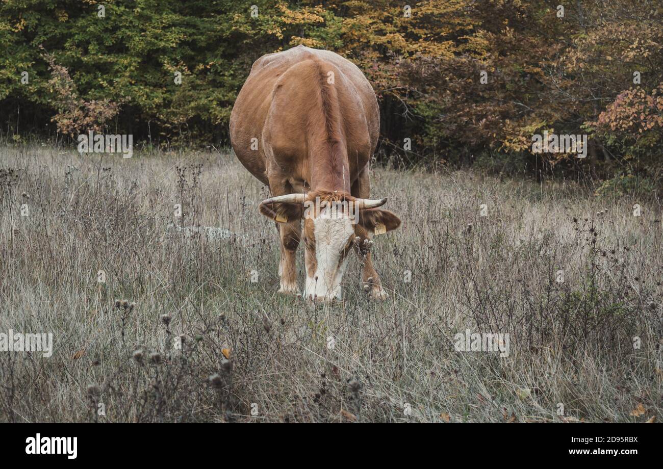 Front view of a single brown cow grazing in a field Stock Photo - Alamy