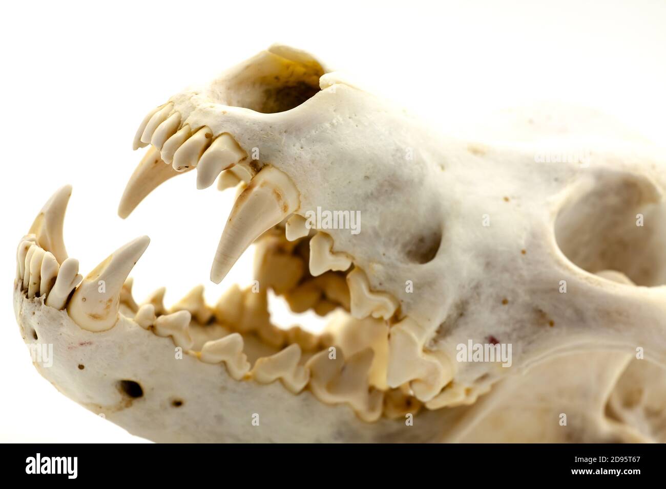 Skull of a trophy wolf isolated on a white background. Selective focus with shallow depth of field. Stock Photo