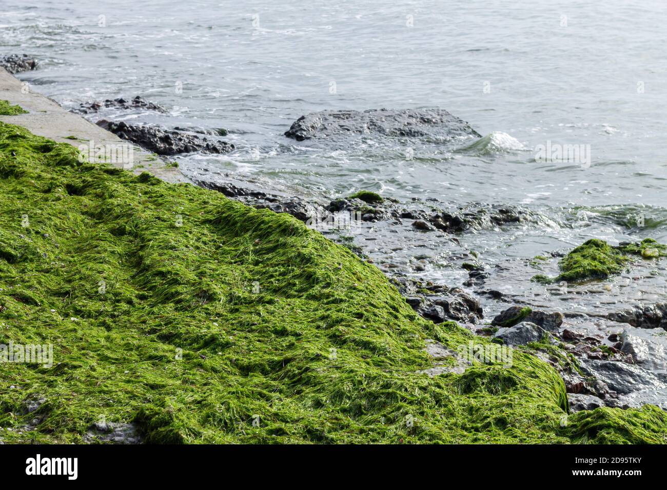 Green seaweed at ocean coast beach Stock Photo