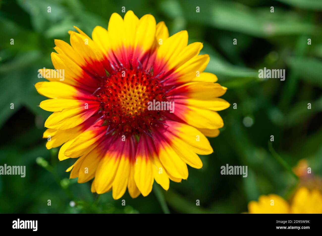 Gaillardia spinous large-flowered on green background copyspace Stock Photo
