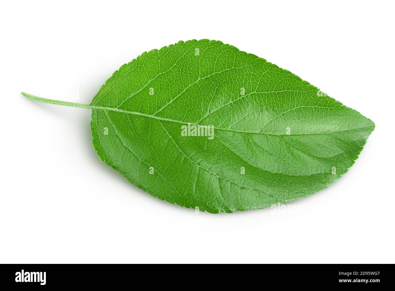 Apple leaf isolated on white background with clipping path. Stock Photo