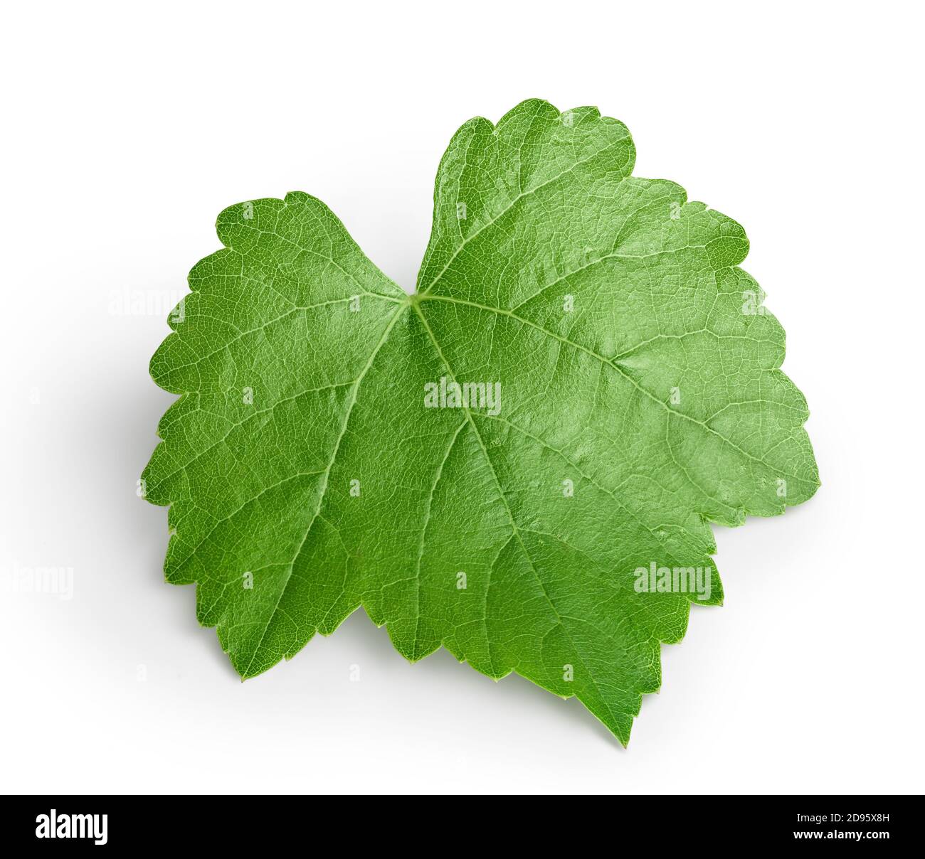 Grape leaf isolated on white background with clipping path and full ...