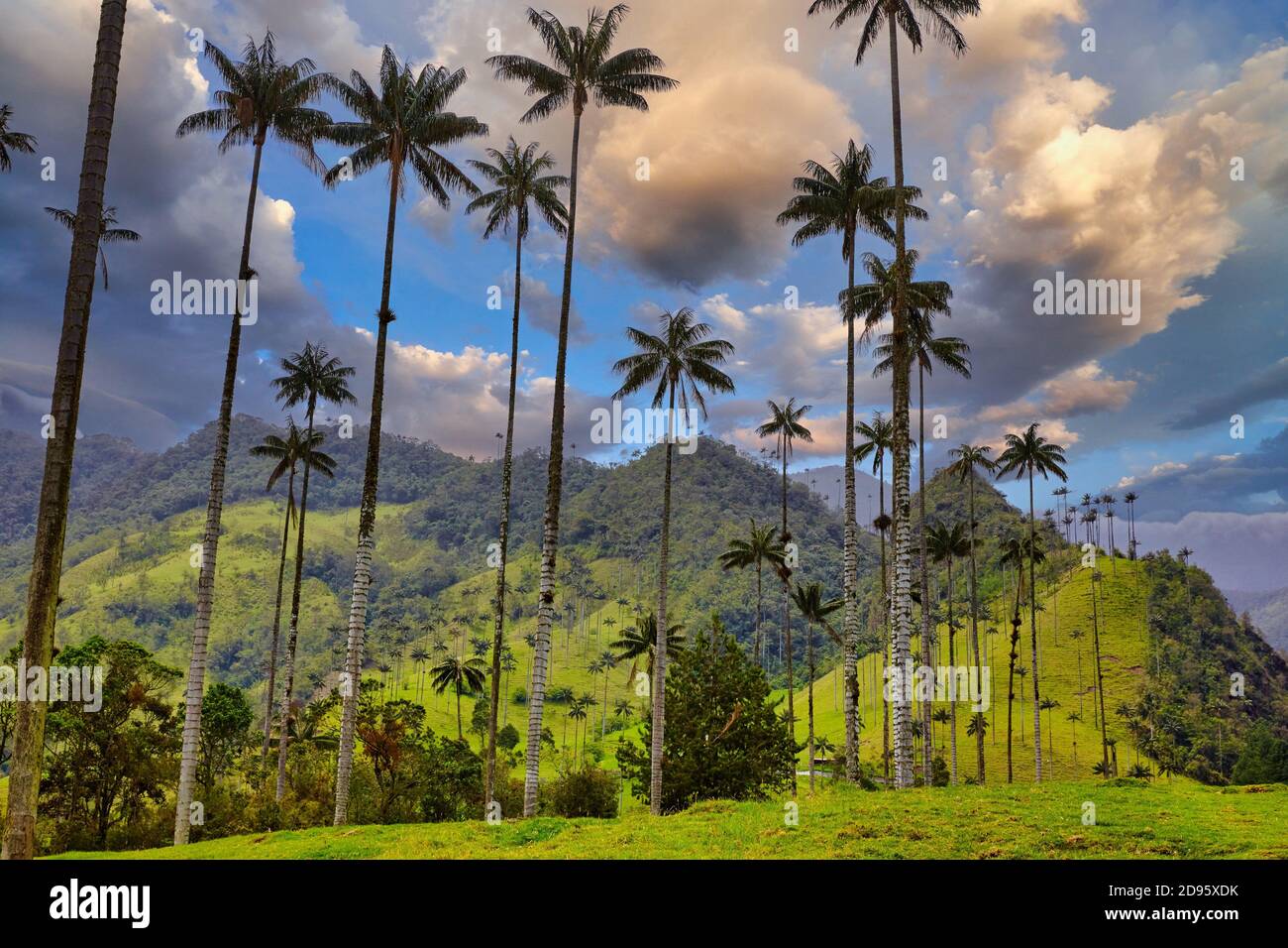 Valle Del Cocora Hi Res Stock Photography And Images Alamy