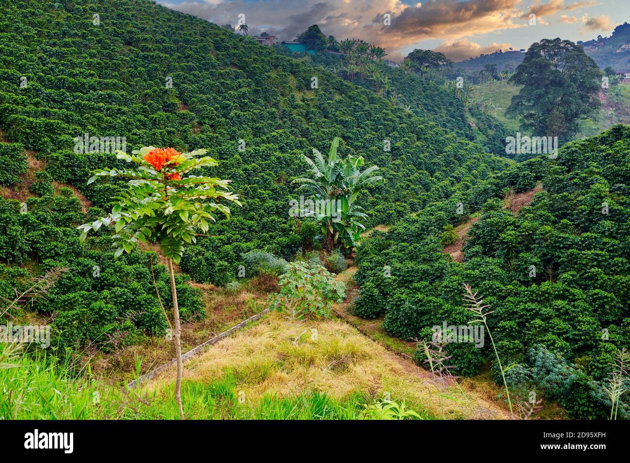 coffee plantation in the region of Armenia, department of Quindio,  Cordillera Central of the Andes mountain range, Colombia, South America  Stock Photo - Alamy