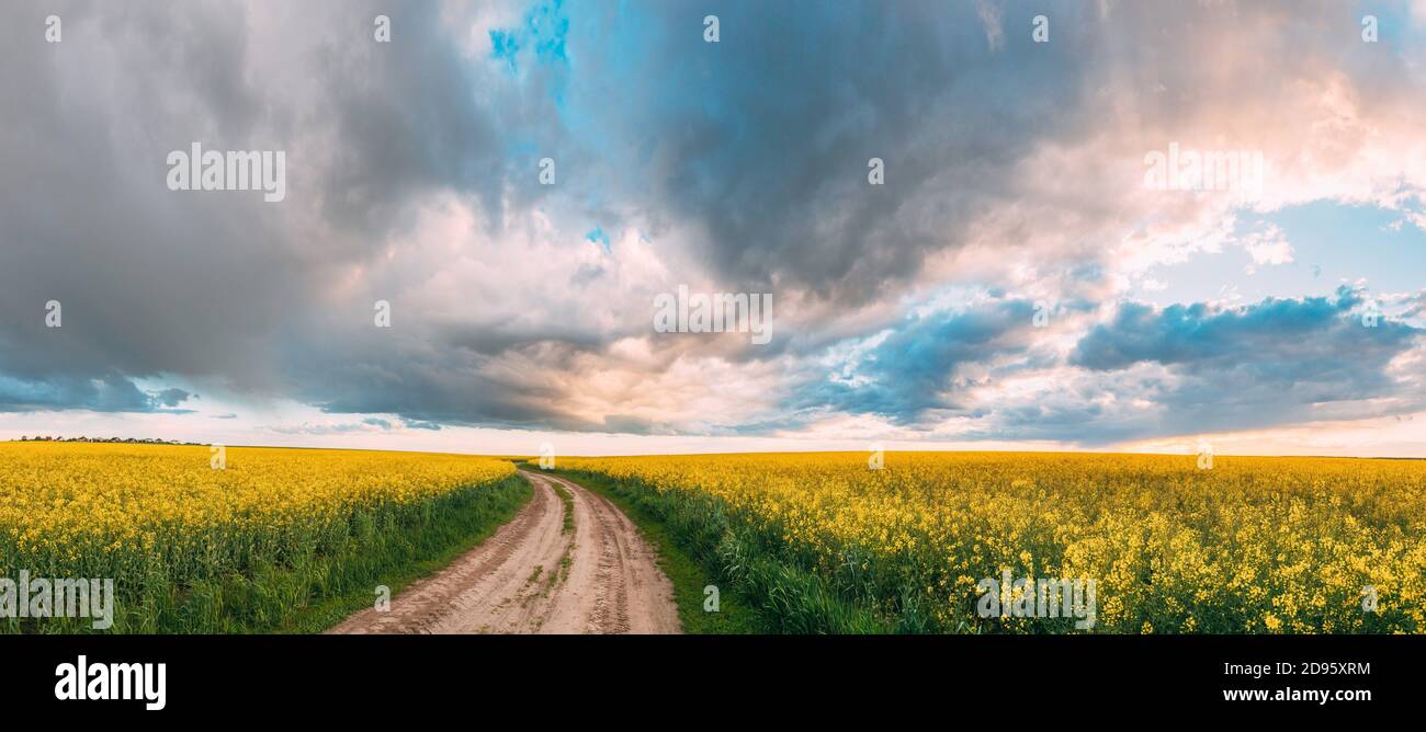 Elevated View Dramatic Sky With Fluffy Clouds On Horizon Above Rural Landscape Blooming Canola Colza Flowers Rapeseed Field. Country Road. Spring Stock Photo