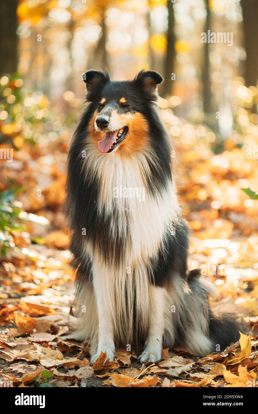 Lassie dog hi-res stock photography and images - Alamy