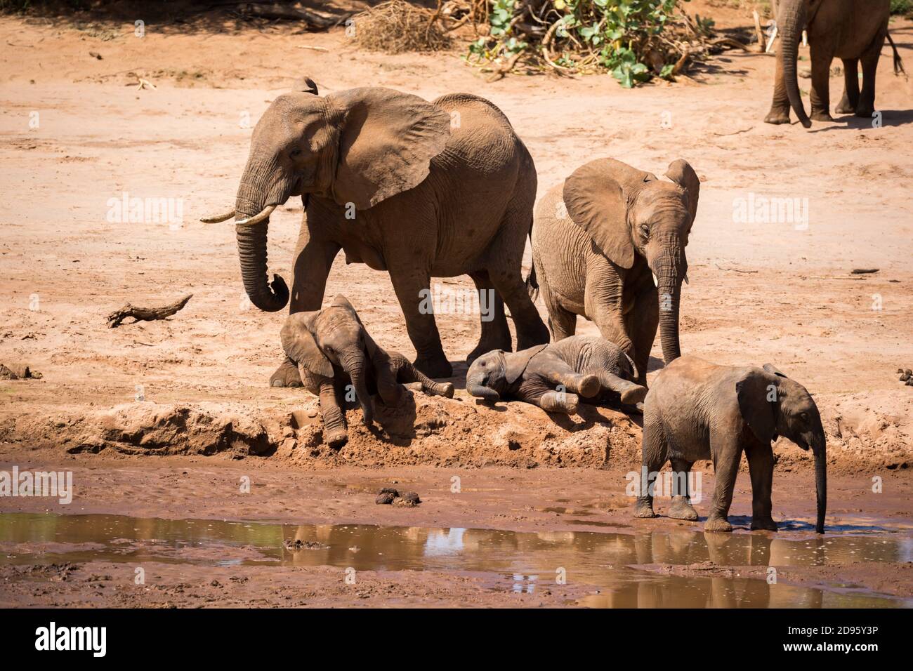 One large elephant family is on the bank of a river. Stock Photo