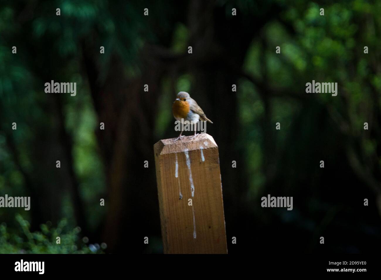 an european robin stands on a hiking trail mark in the middle of the woods, looking at the camera Stock Photo