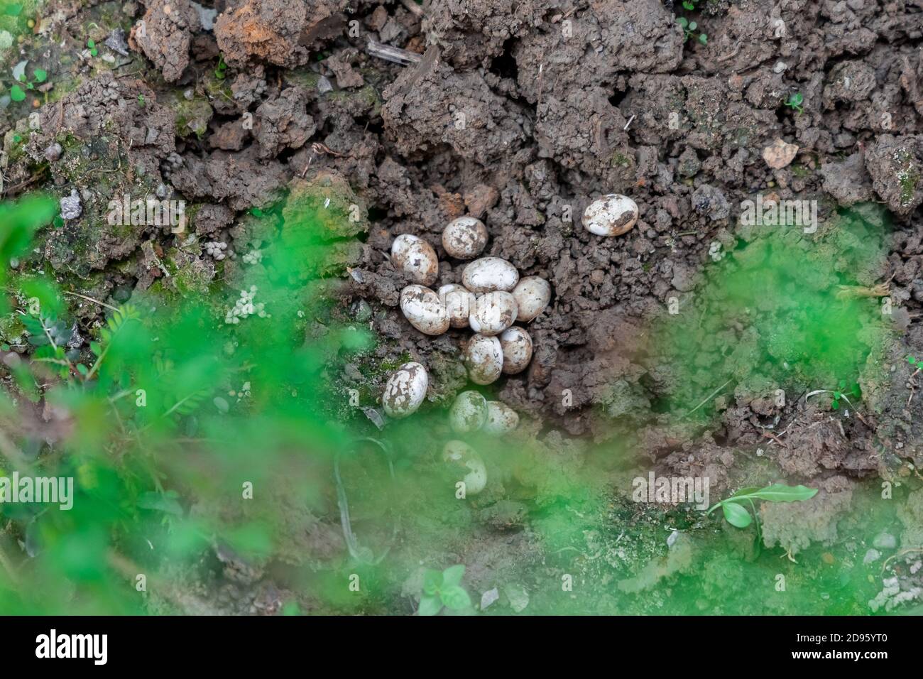 Closeup of Common Watersnake Eggs in the garden soil. Stock Photo