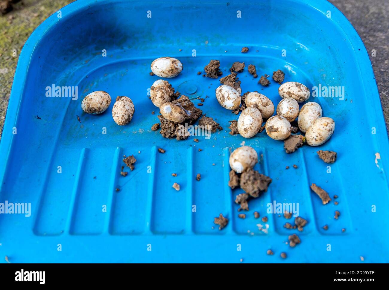 Closeup of Common Watersnake Eggs collected on a plastic dust collector from the garden soil. Stock Photo