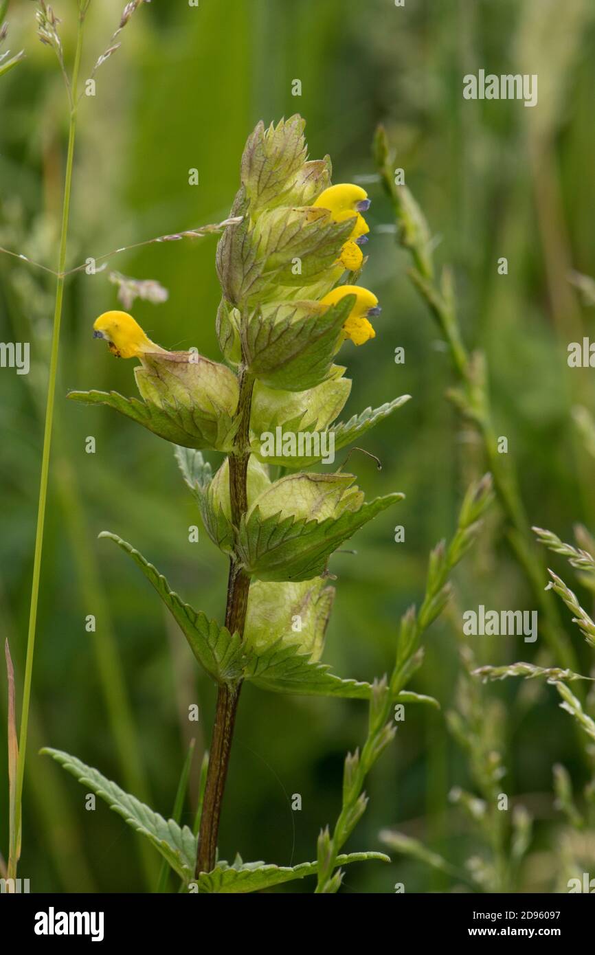 A yellow rattle (Rhinanthus minor) flower spike.  A hemi-parasite, herbaceous annual plant. A meadow species for wild flower meadows. Berkshire, June Stock Photo