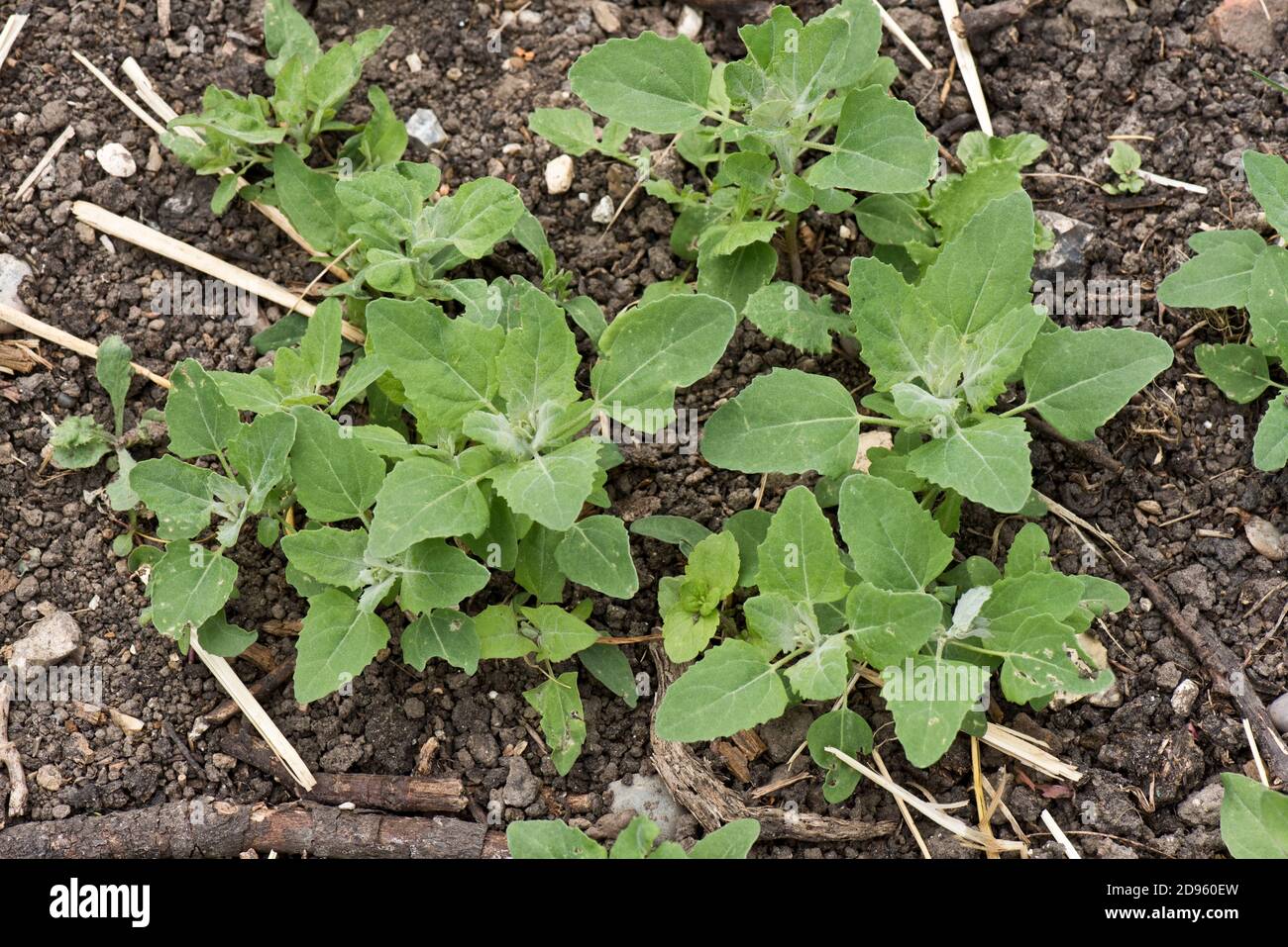 Fat hen (Chenopodium album) seedlings and young weed plants self-seeding in soil, Berkshire, June Stock Photo