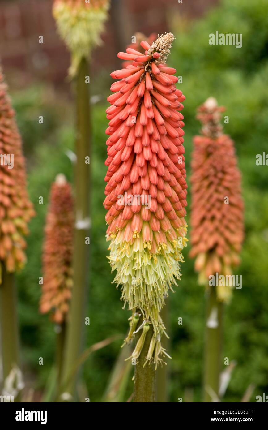 Red hot poker (Knipohofia sp.) ornamental perennial flower spike of red and  yellow florets opening from the bottom, Berkshire, June Stock Photo - Alamy