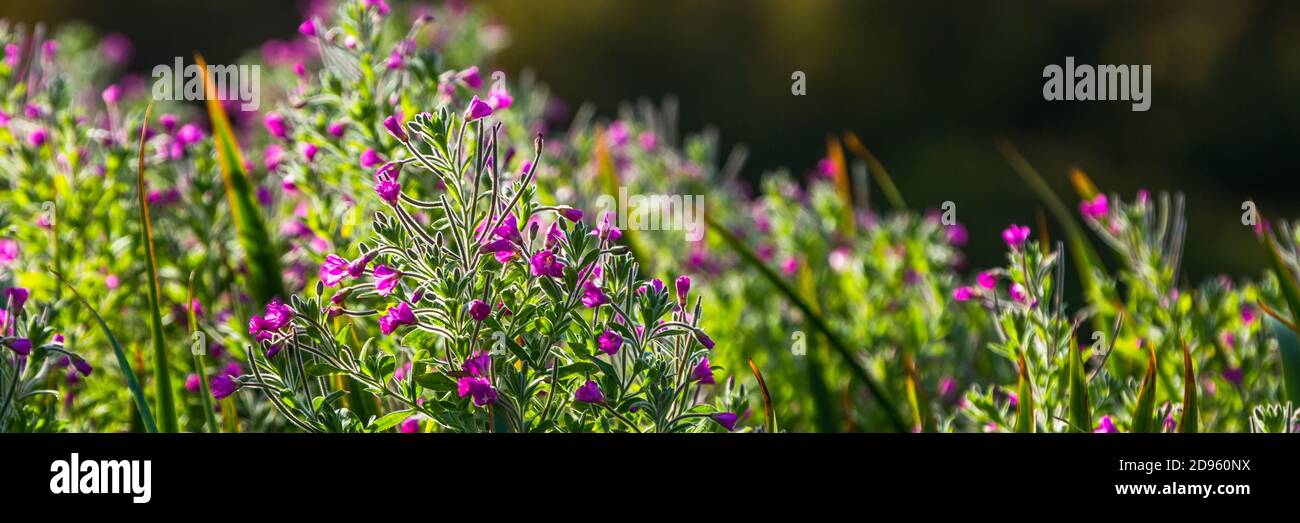 A pink willow herb wild flower Stock Photo