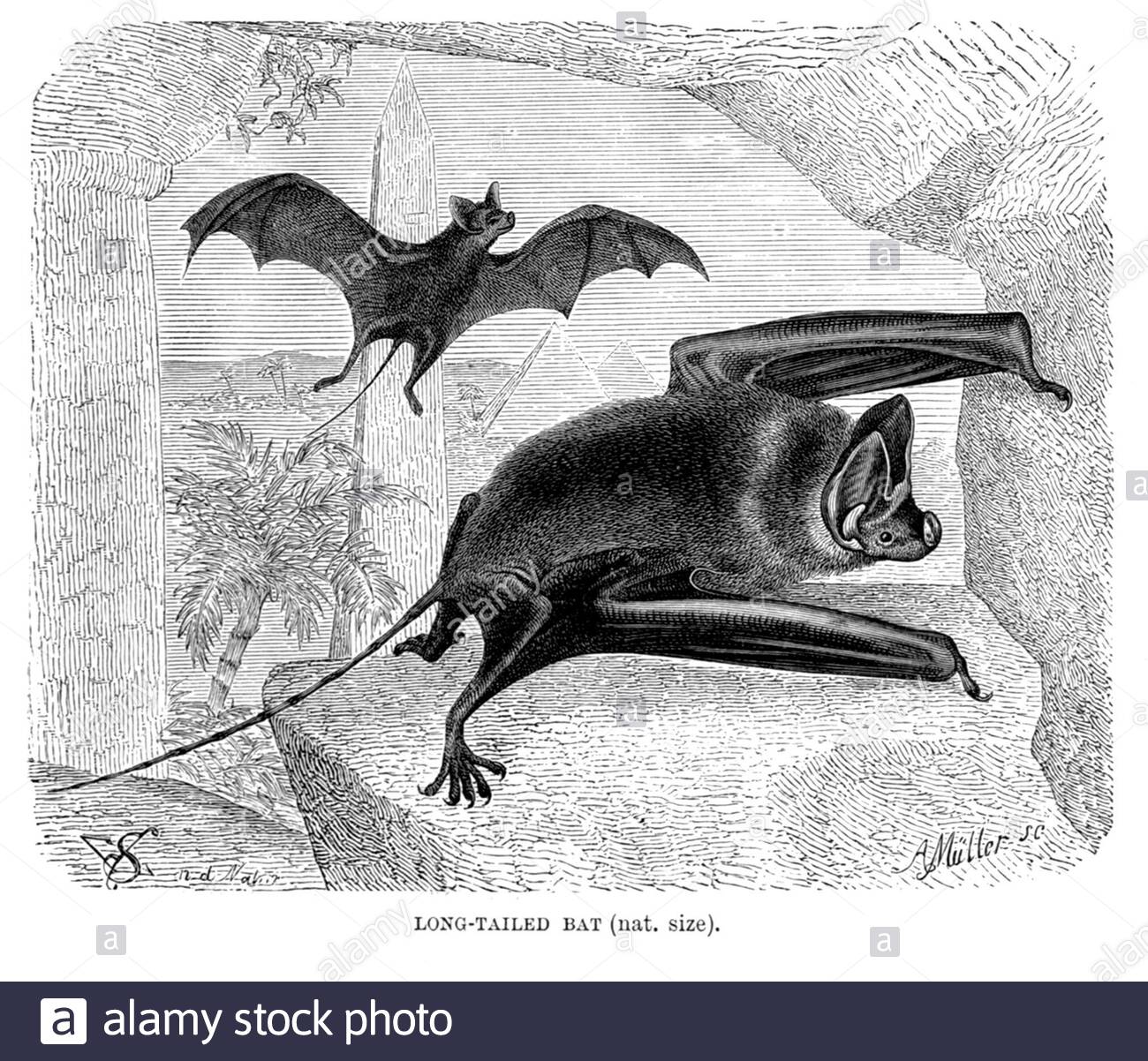 Illustration bat hi-res stock photography and images - Alamy