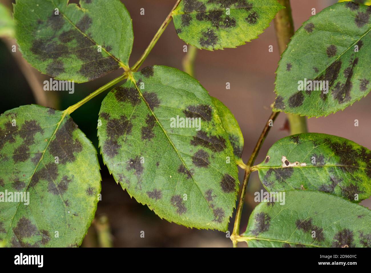 Black spot (Diplocarpon rosae) necrotic dark spots of the fungus disease on leaves of a garden rose, Berkshire, July Stock Photo
