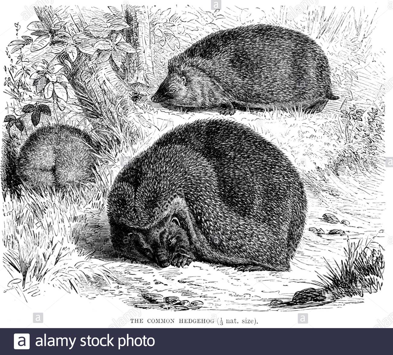 Common Hedgehog, vintage illustration from 1893 Stock Photo