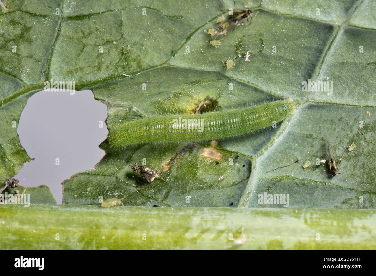 Late instar small white butterfly (Pieris rapae) caterpillar with alate mealy cabbage aphids and young feeding on a cabbage leaf, Berkshire, July Stock Photo