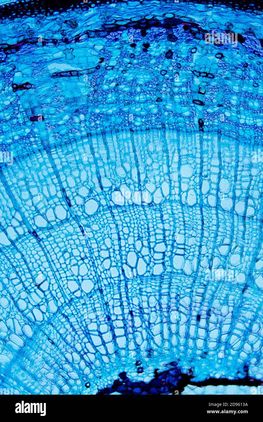 Nature Under Microscope High Resolution Stock Photography and Images ...