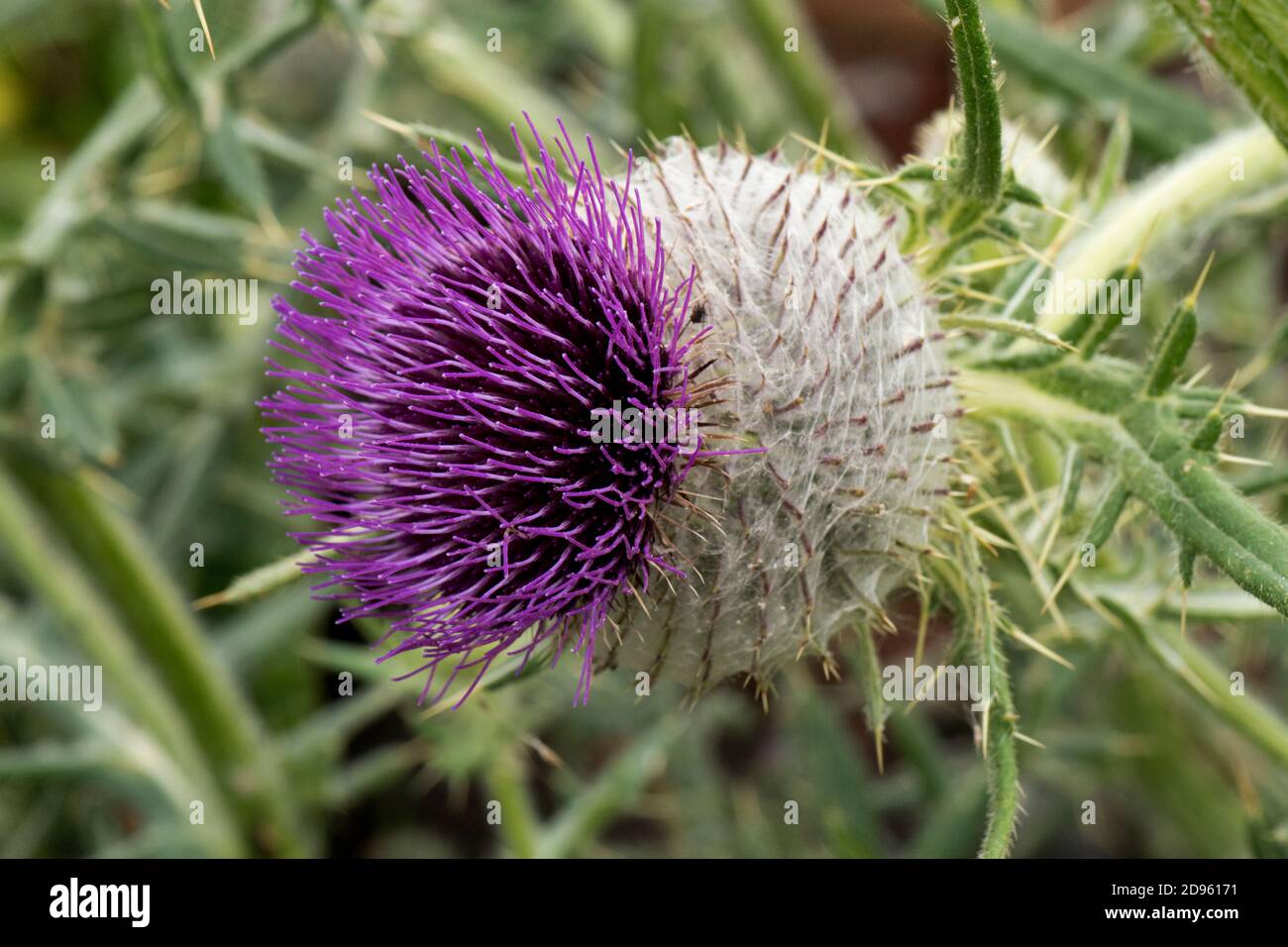 Woolly thistle (Cirsium eriophorum) flower, a cymose inflorescence, globular with hair, spines and several purple disc florets, Berkshire, July Stock Photo