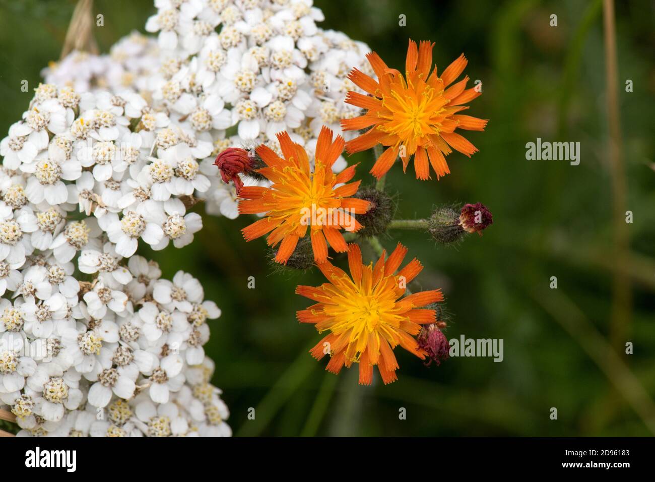 a white flower head of yallow (Achillea millefolium) with orange fox-and-cubs (Pilosella aurantiaca) flowers, Berkshire, July Stock Photo