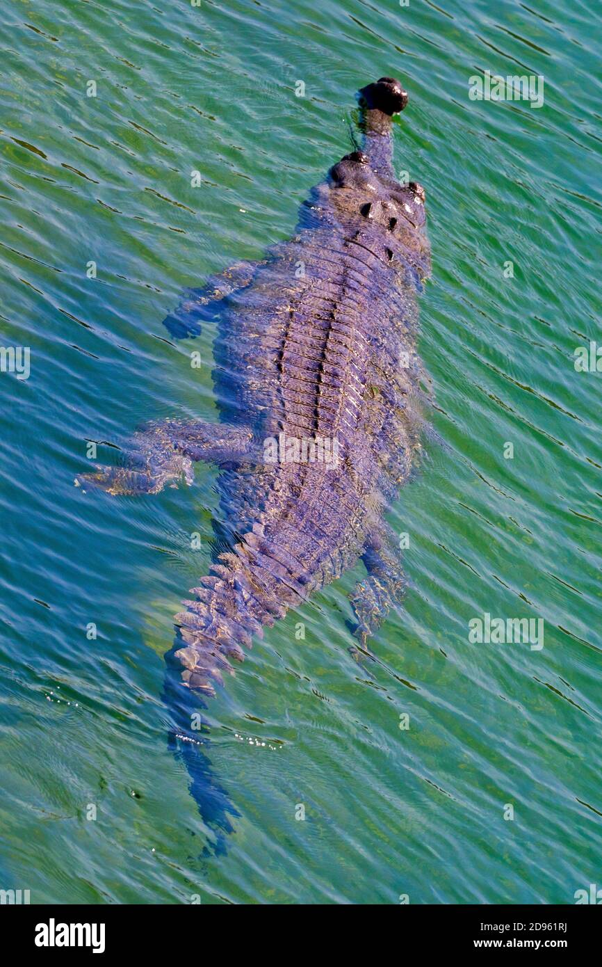 Gharial, Gavial, Gavialis gangeticus, Fish Eating Crocodile, Wetlands, Royal Bardia National Park, Bardiya National Park, Nepal, Asia. Stock Photo