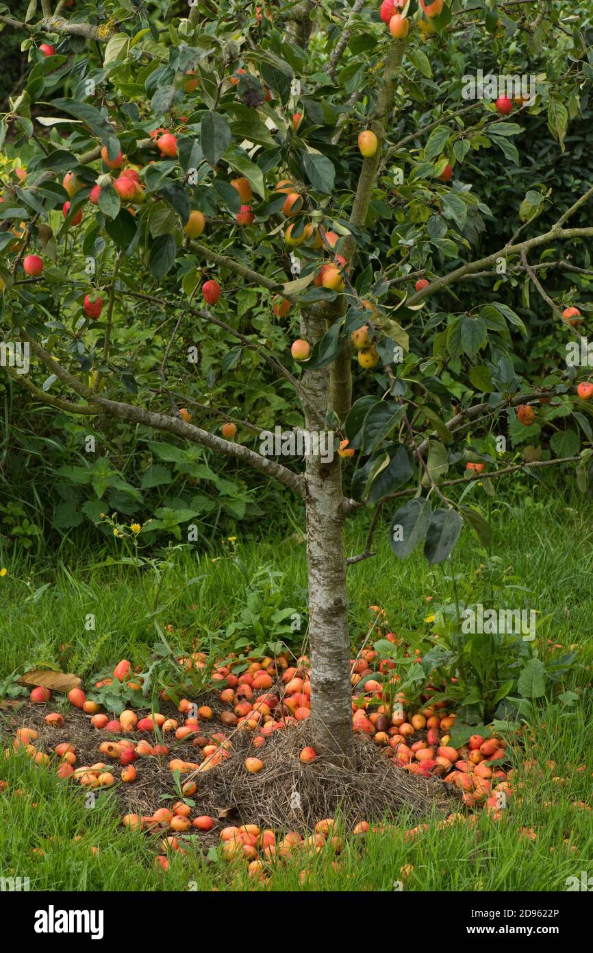 Windfall crab apple Malus 'John Downie' small bright red fruit around the base of the tree after a storm, Berkshire, August Stock Photo