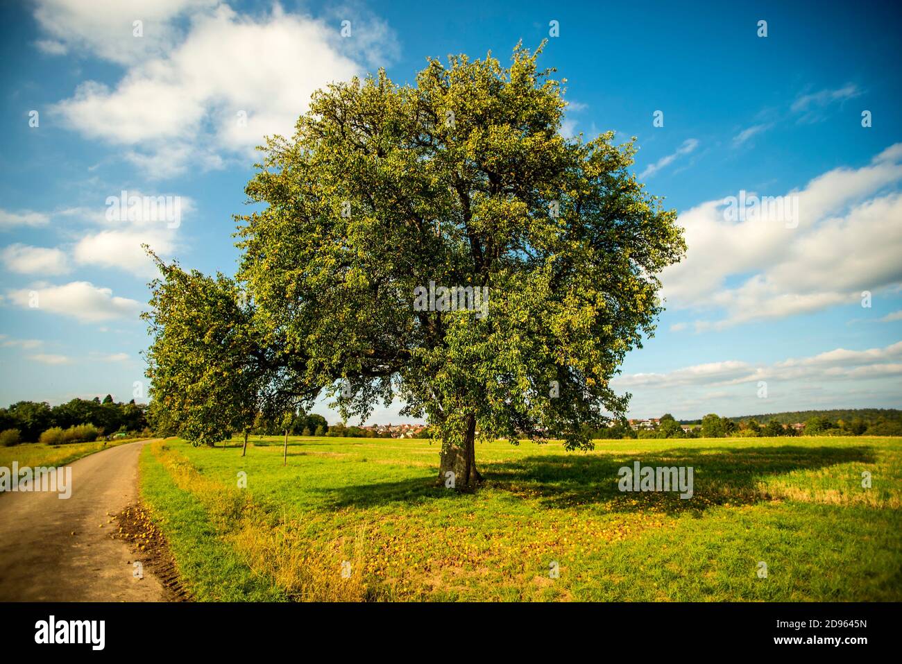 cider tree with ripe pears Stock Photo Alamy