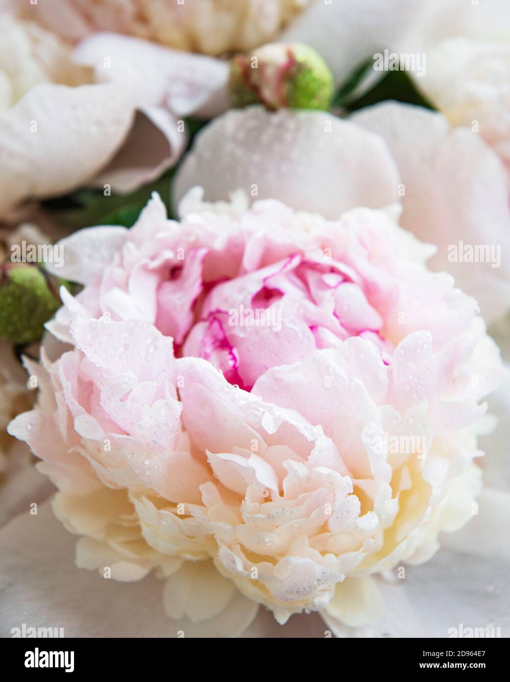 Fresh light pink peony flowers as a natural background Stock Photo - Alamy