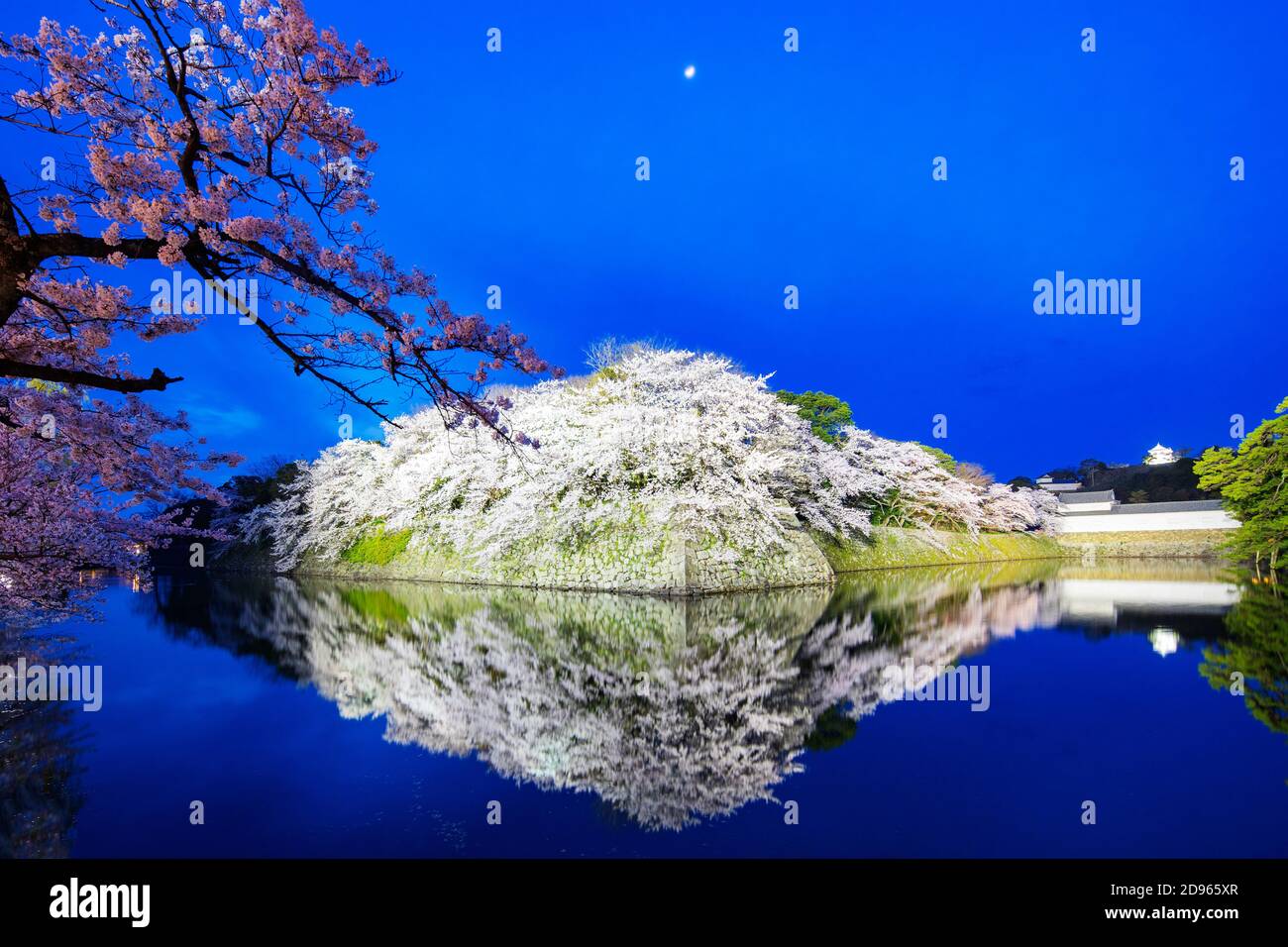 Asia, Japan, Honshu, Hikone castle, cherry blossom Stock Photo