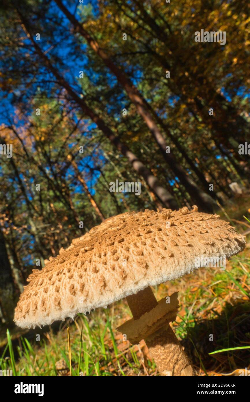 Parasol Mushroom, Macrolepiota procera, Mushrooms, Valsain Forest, Guadarrama National Park, Segovia, Castilla y León, Spain, Europe. Stock Photo