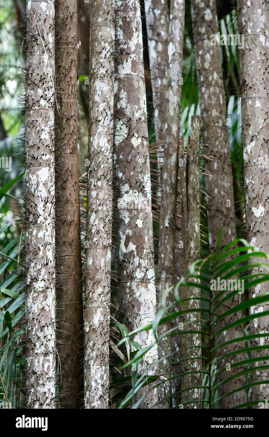 Thorny trunks of Nibong palm tree (Oncosperma tigillarium), Palm tree family (Arecaceae), Bako National Park, Kuching, Sarawak, Borneo, Malaysia. Stock Photo