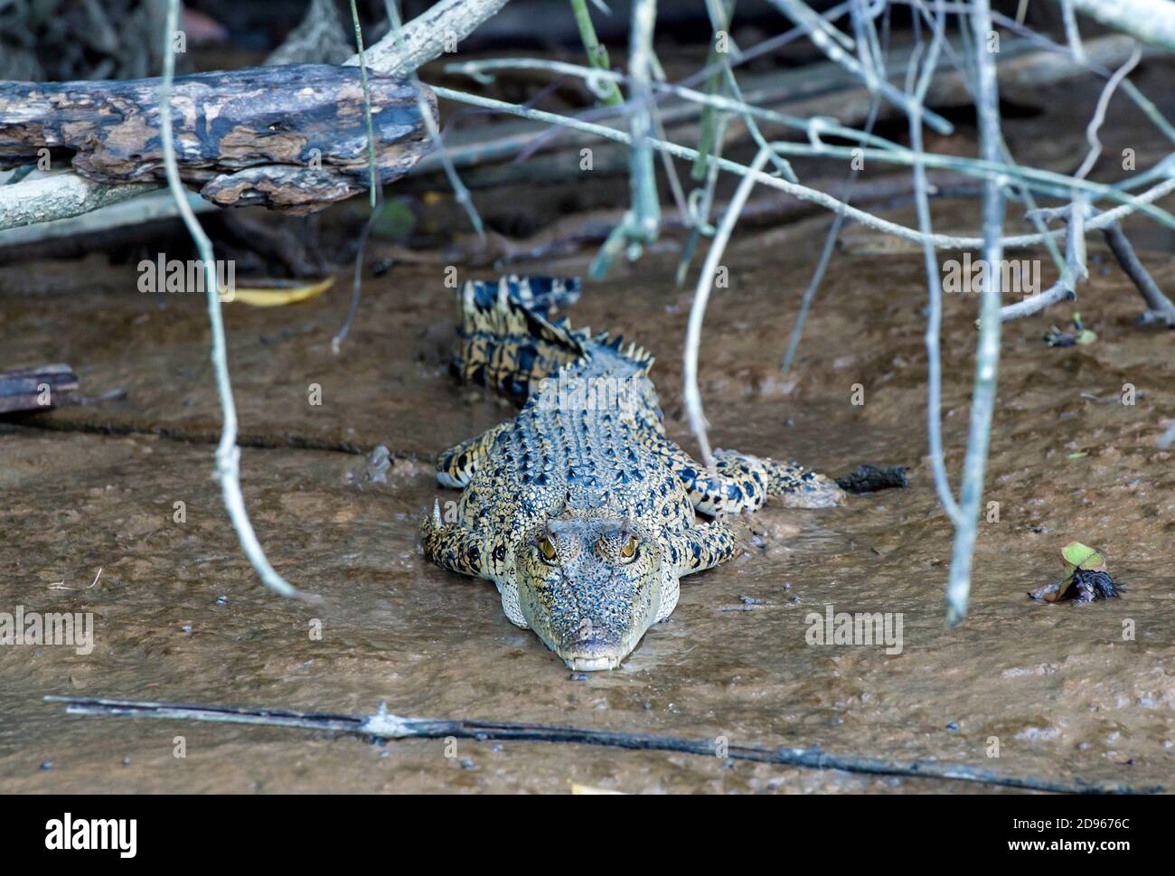 Saltwater crocodile (Crocodylus porosus), Kinabatangan river flood plain, Sabah, Borneo, Malaysia. Stock Photo