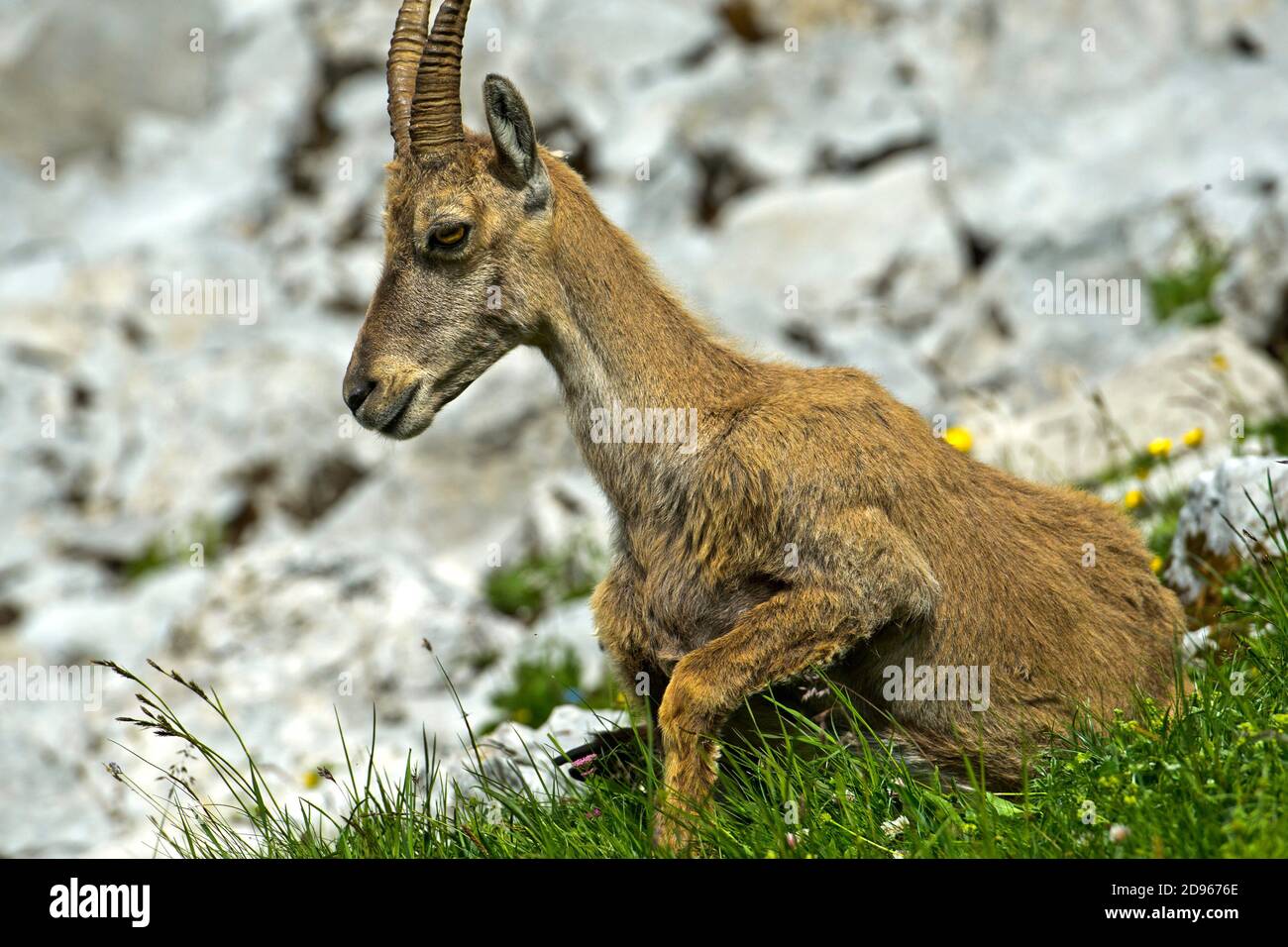 Young Alpine Ibex lying in the grass, Haute-Savoie, France. Stock Photo
