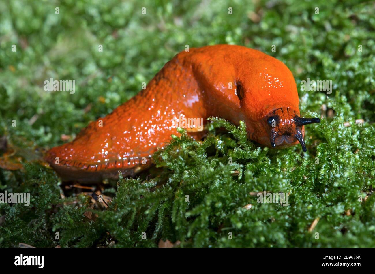 Red slug (Arion rufus), Roundback slug family (Arionidae), Chaneaz, Switzerland. Stock Photo
