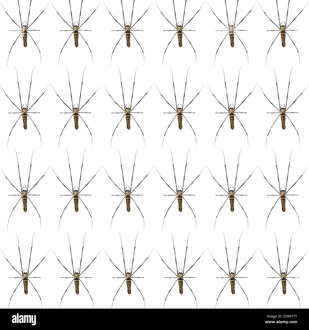 Giant Scary Spider Pattern Isolated on a white background Stock Photo