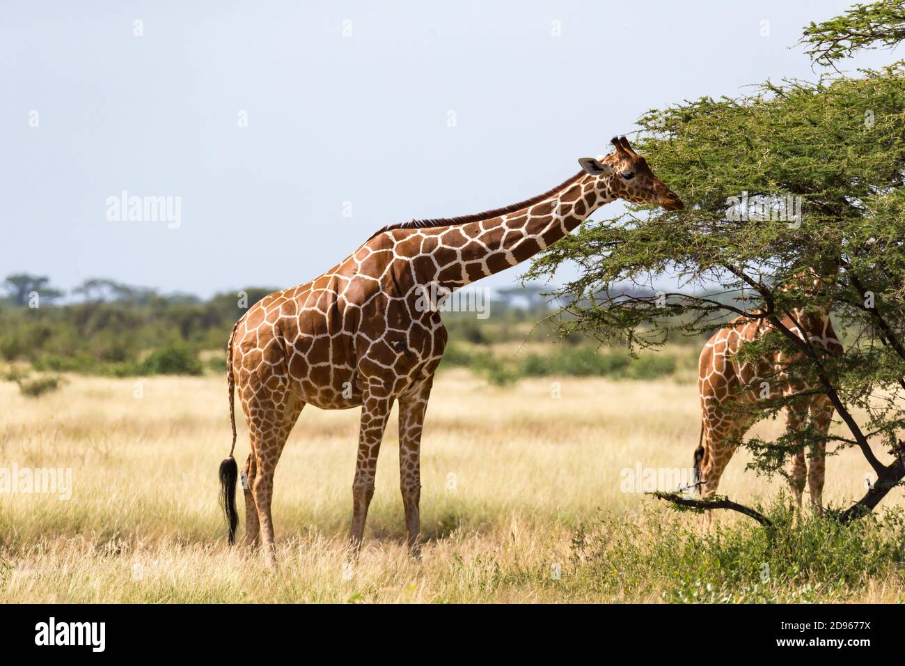 The giraffe group eats the leaves of the acacia trees Stock Photo Alamy