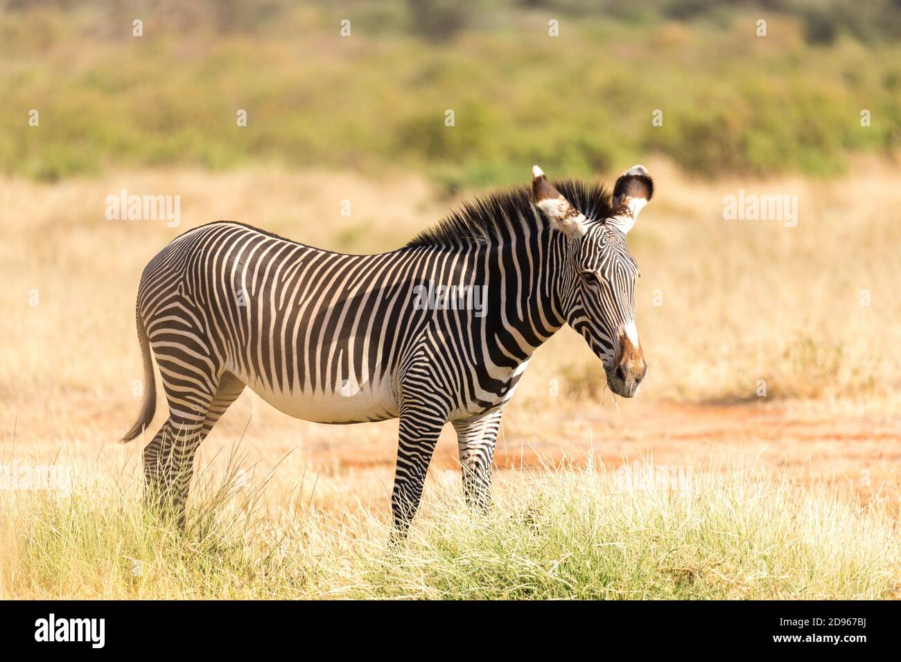 The Grevy Zebra is grazing in the countryside of Samburu in Kenya. Stock Photo