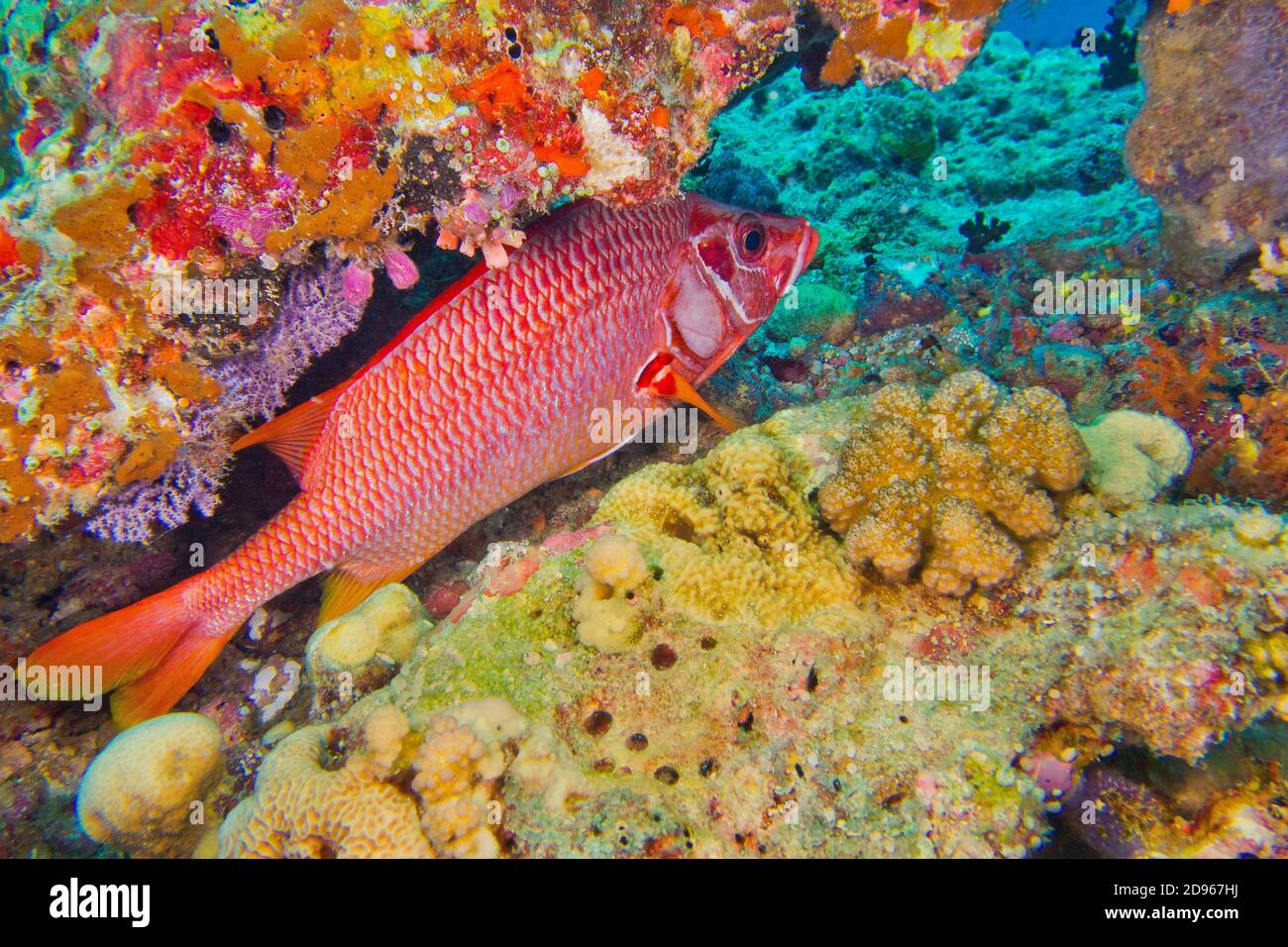 Red-face Squirrelfish, Sargocentron violaceum, Coral Reef, South Ari Atoll, Maldives, Indian Ocean, Asia. Stock Photo