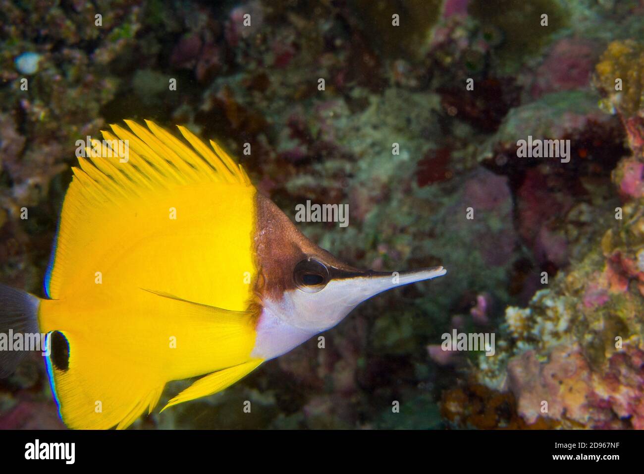 Long-nose Butterflyfish, Forcipiger, Coral Reef, South Ari Atoll, Maldives, Indian Ocean, Asia. Stock Photo