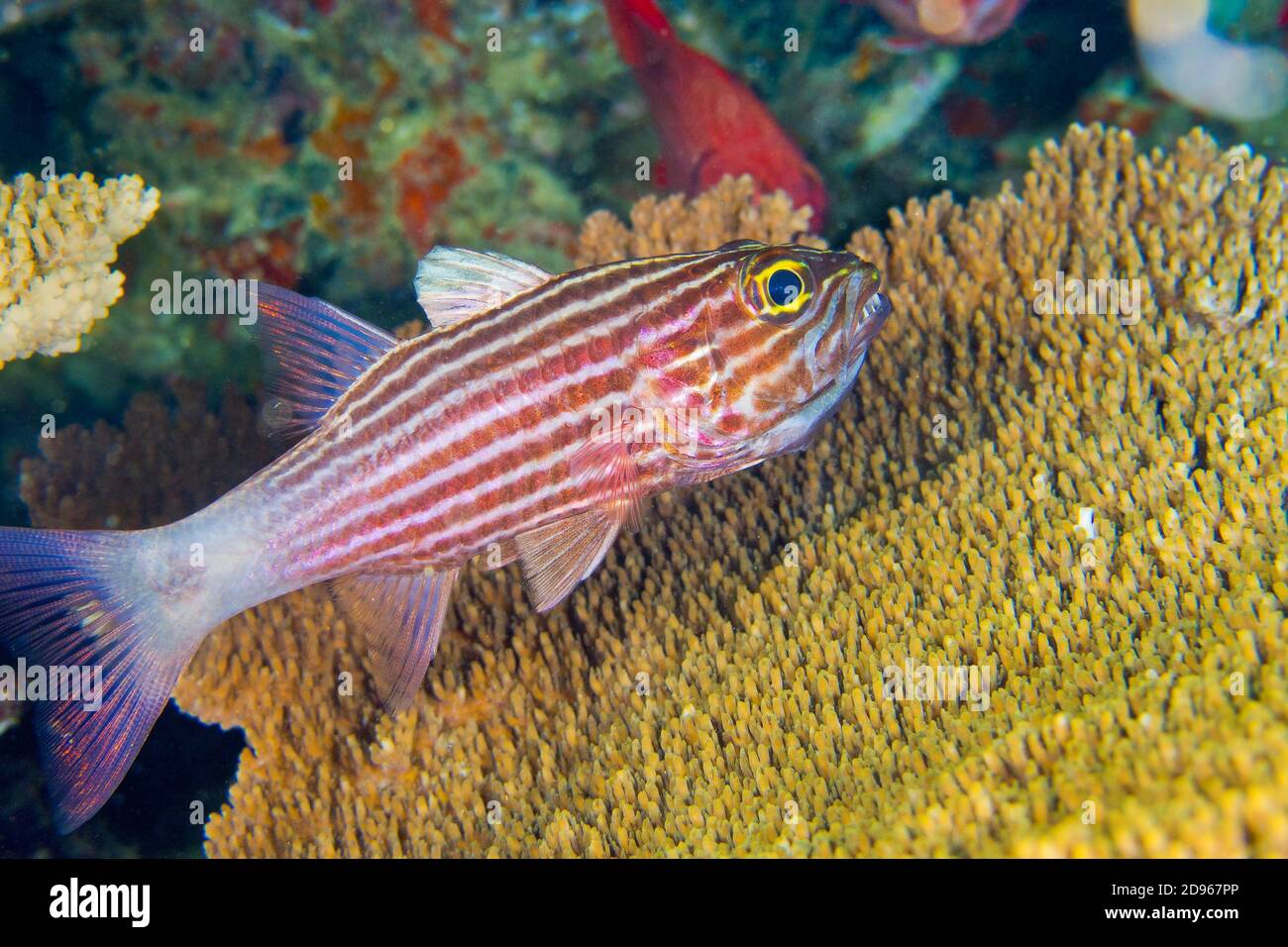 Cardinalfish cheilodipterus sp hi-res stock photography and images - Alamy