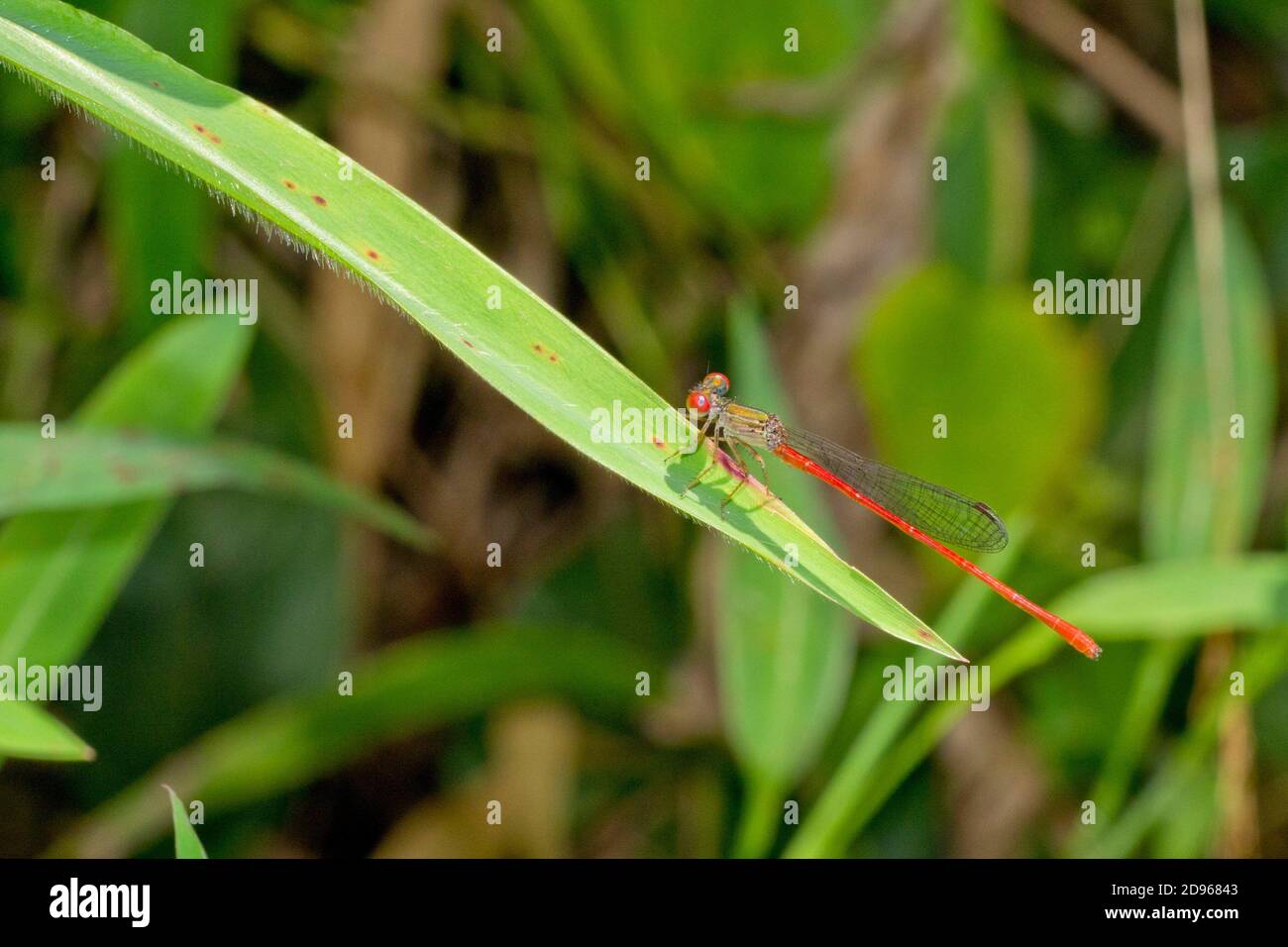 Habitat damselfly hi-res stock photography and images - Alamy