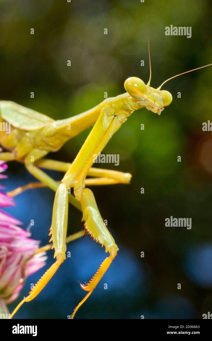 Praying Mantis, Mantises, Mantes, Mantodea,Tropical Rainforest, Costa Rica, Central America, America. Stock Photo