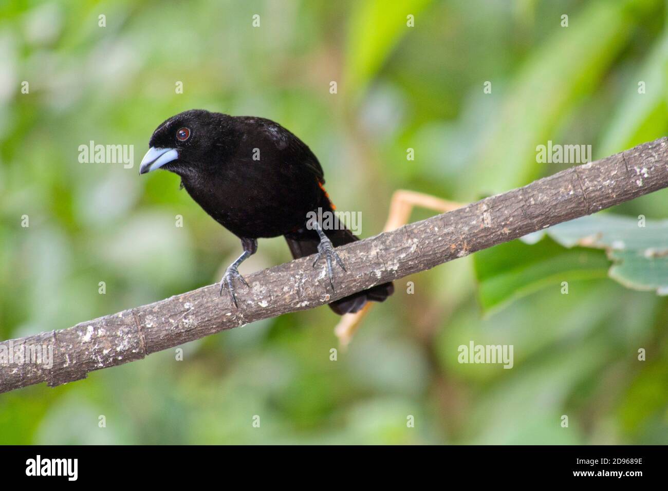 Cherrie's Tanager, Ramphocelus Costaricensis, Tropical Rainforest 