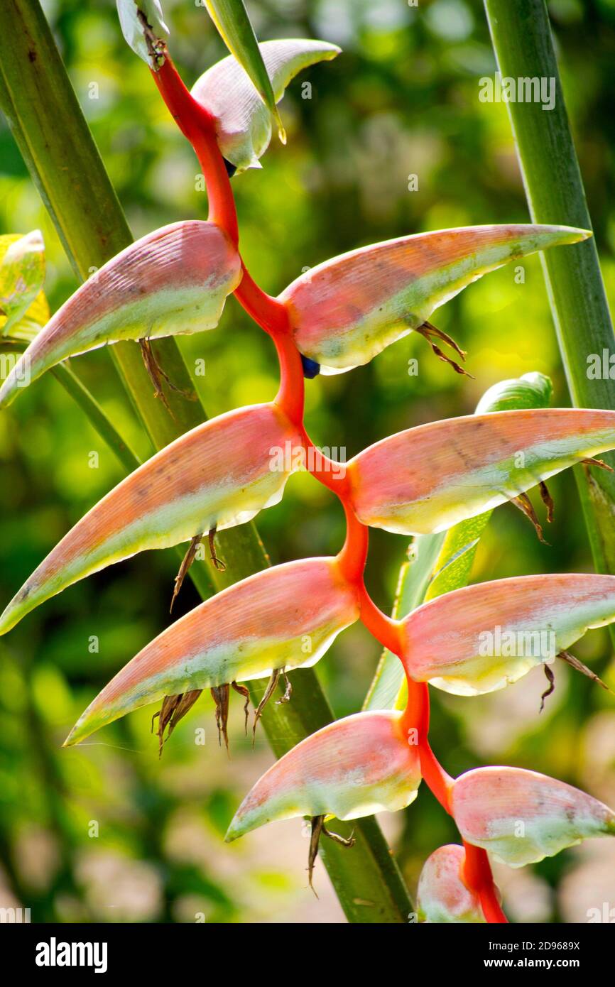 Heliconia, Lobster-claw, False Bird-of-paradise, Tropical Rainforest, Costa Rica, Central America, America. Stock Photo