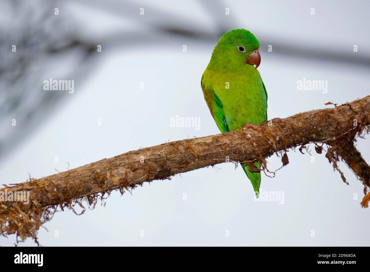 Oranged-chinned Parakeet, Tovi parakeet, Brotogeris jugularis, Tropical Rainforest, Costa Rica, Central America, America. Stock Photo