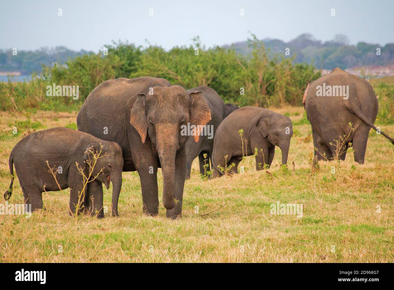 Sri Lankan Elephant, Elephas maximus maximus, Minneriya National Park, Sri Lanka, Asia. Stock Photo