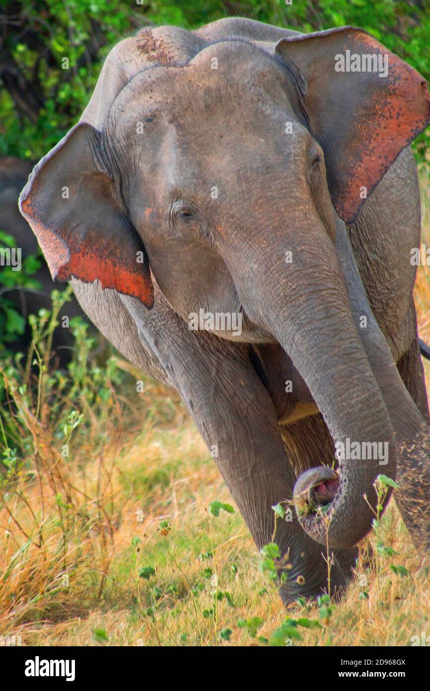 Sri Lankan Elephant, Elephas maximus maximus, Kaudulla National Park, Sri Lanka, Asia. Stock Photo
